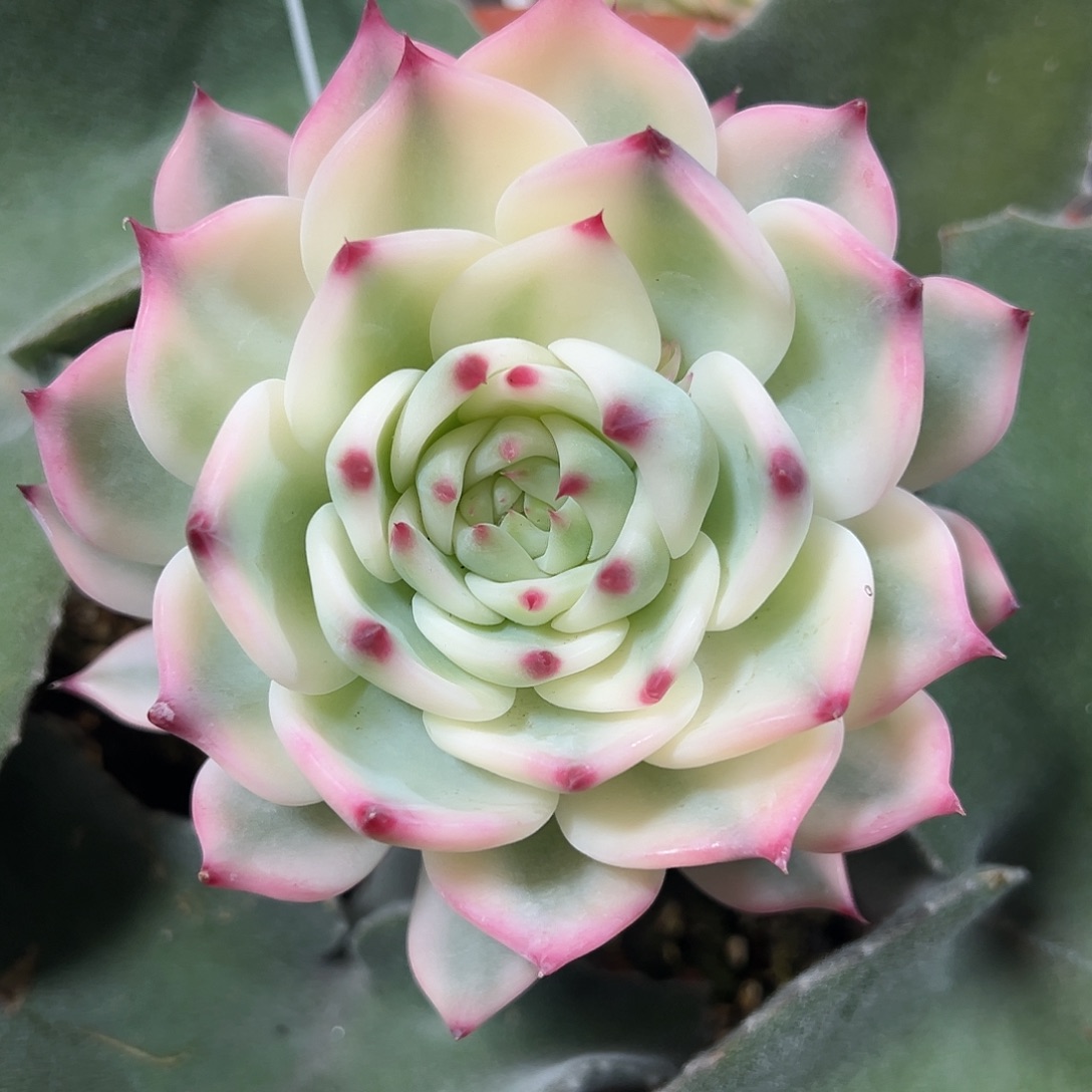 吉娃娃锦嫁接奶慈白