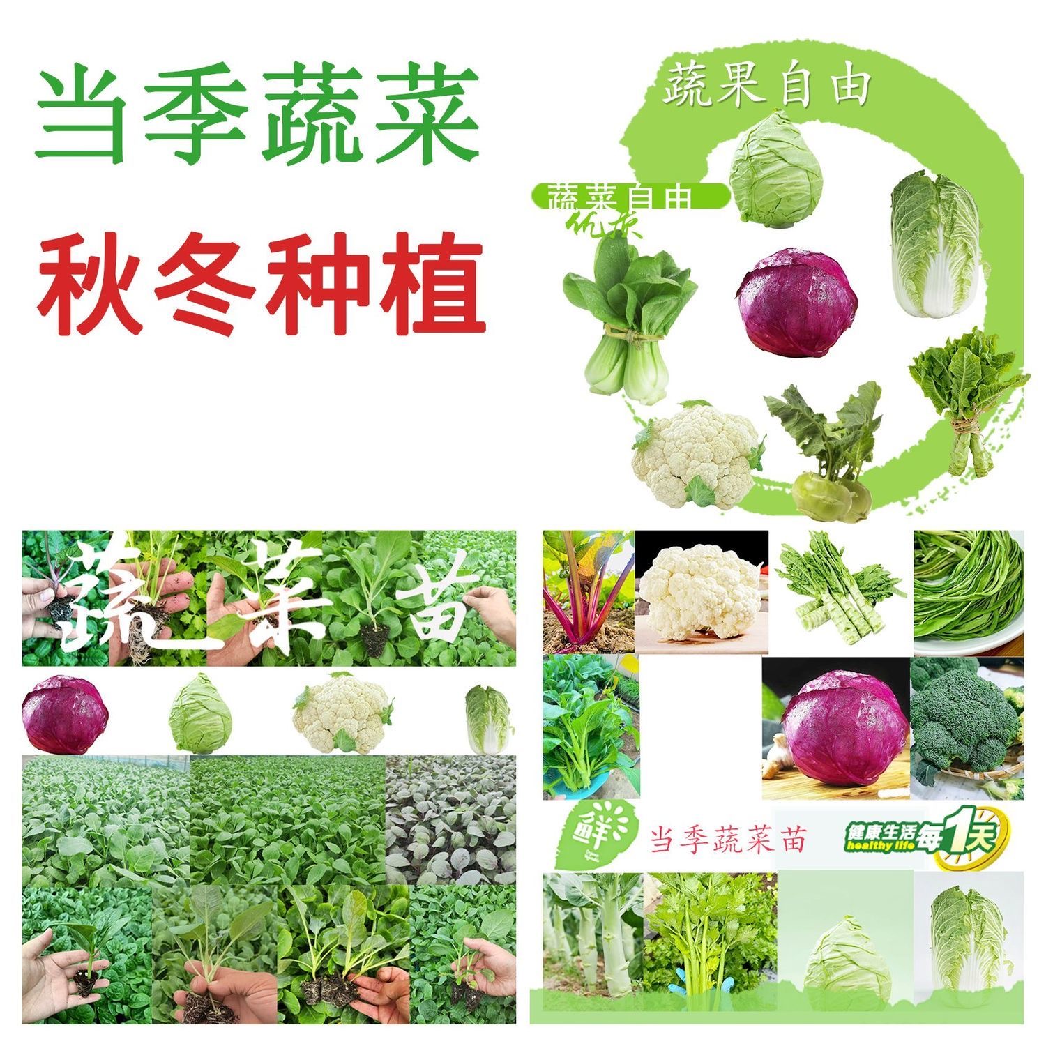 【混搭套餐】秋冬季耐寒包菜秧苗卷心菜大头牛心菜苗各种蔬菜苗