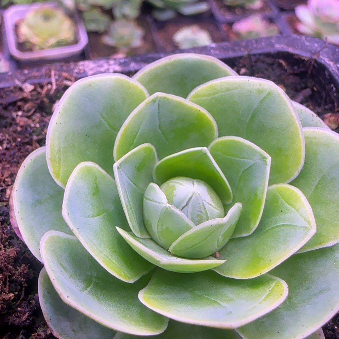 单头玫瑰5厘米12424243757673