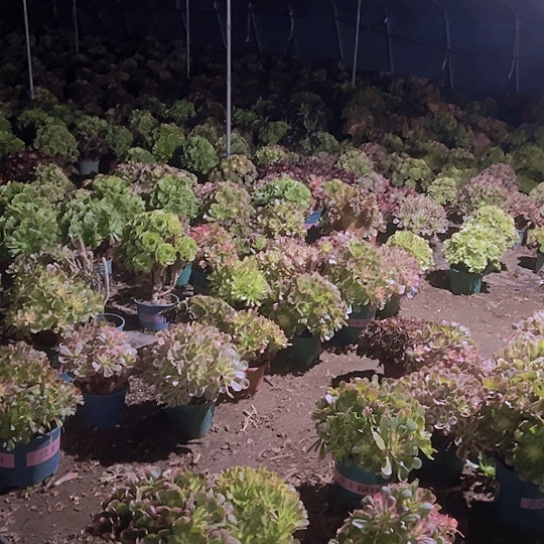 小***陈多肉植物一个纯羊肥花