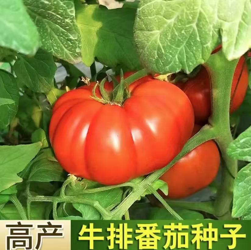 【牛排番茄种子】大马蹄可留种大红西红柿种子四季春季瓜果