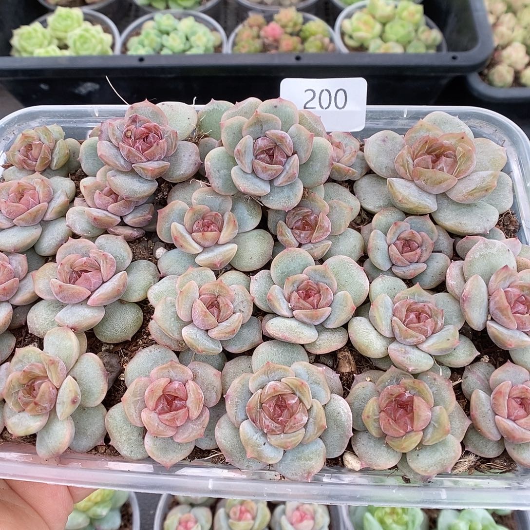 无***～一物一拍一物一拍911-200