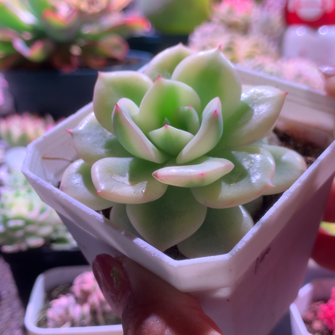 三文鱼覆轮锦有根