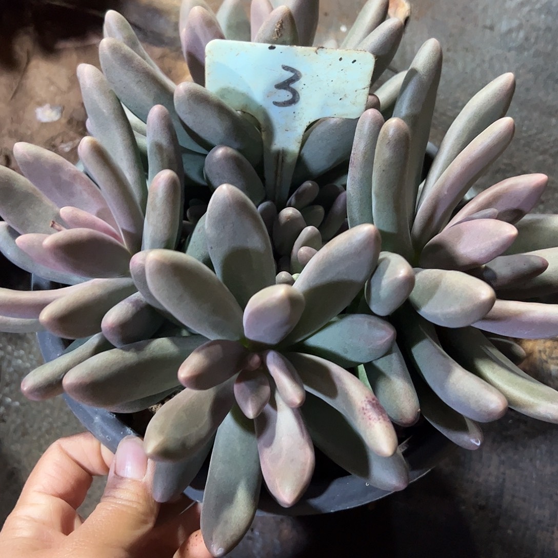 丽***店3号糖果美人，一物一拍