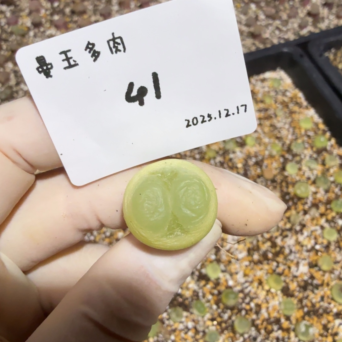 用***1多肉多肉多肉12.17-041