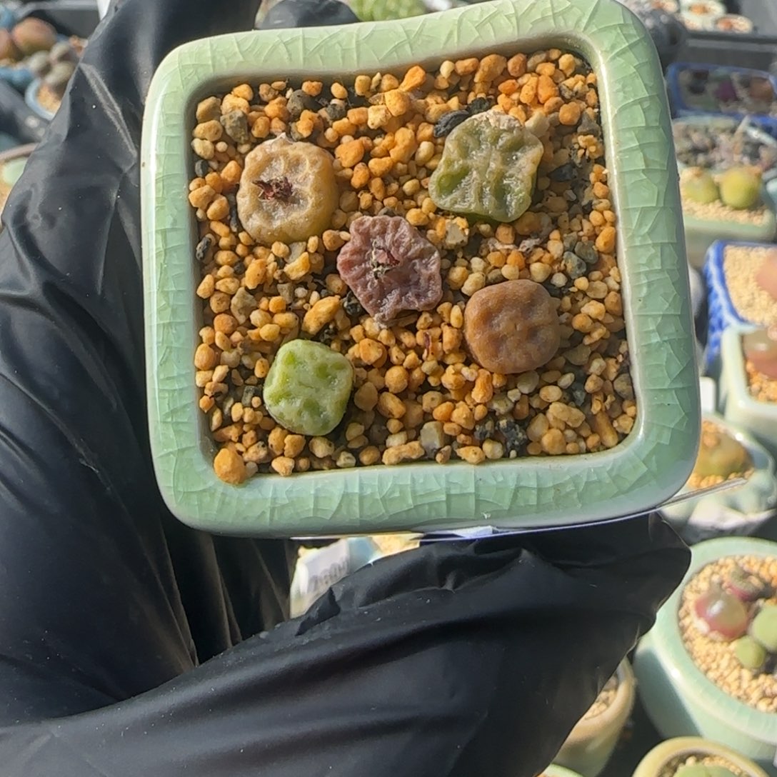 2982-一物一拍 带盆