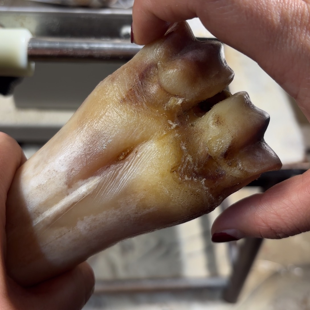 搪瓷hu泡酒料388