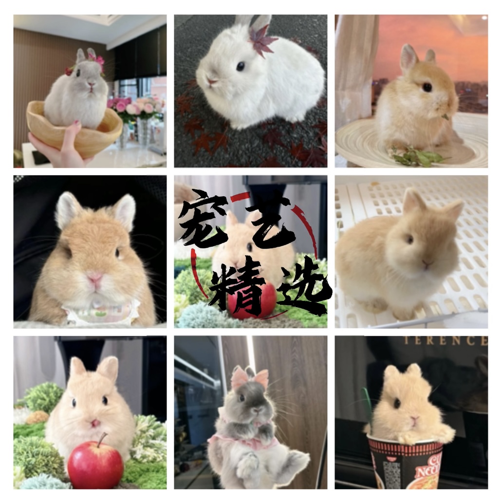 【汪哥汪弟】宠物活体、一物一拍