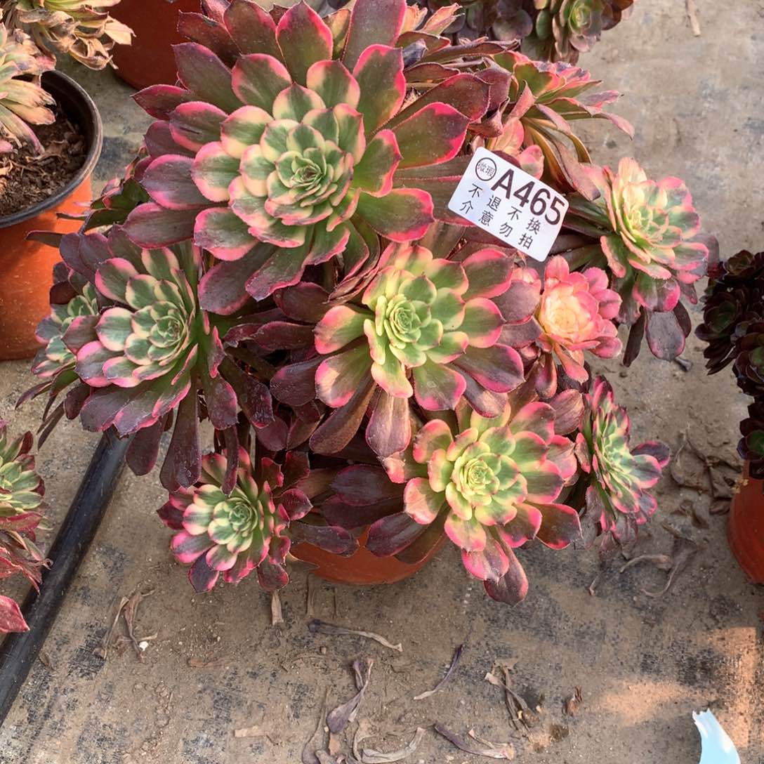 多肉植物烟花465