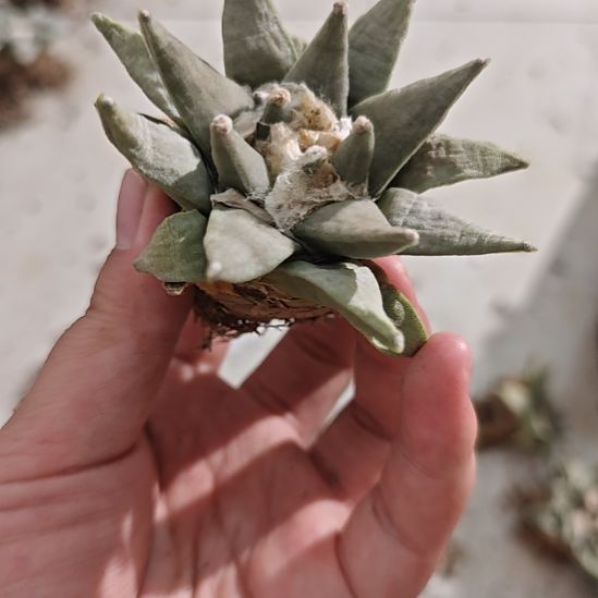 实生播种带大实生仙人球