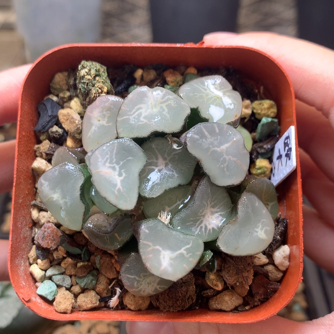 欧大宝万象一物一拍