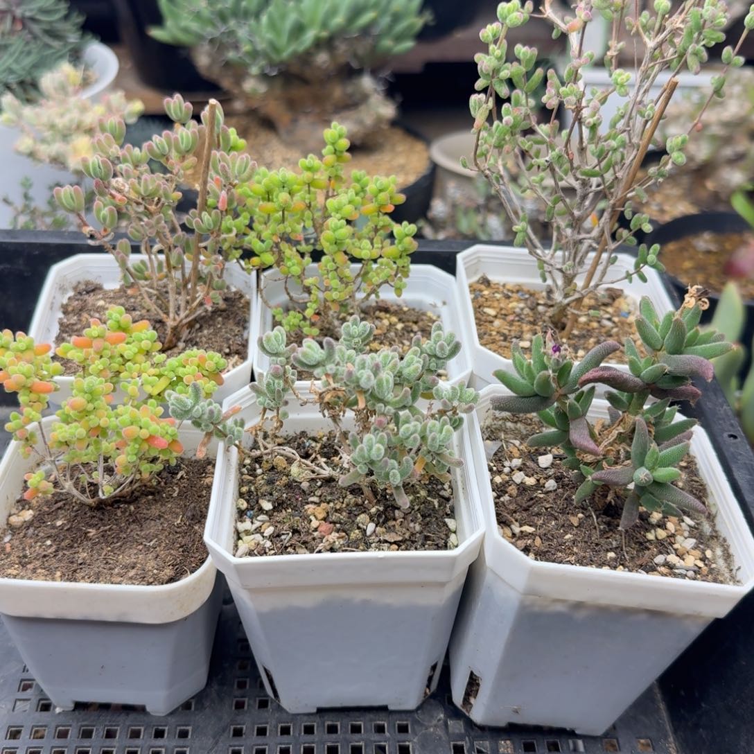 六个枝干福利多肉。       