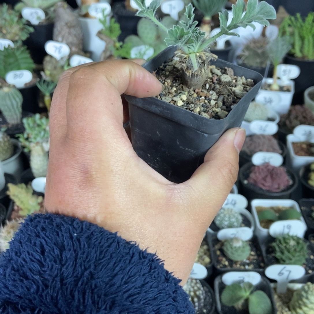 红花杨奎一物一拍