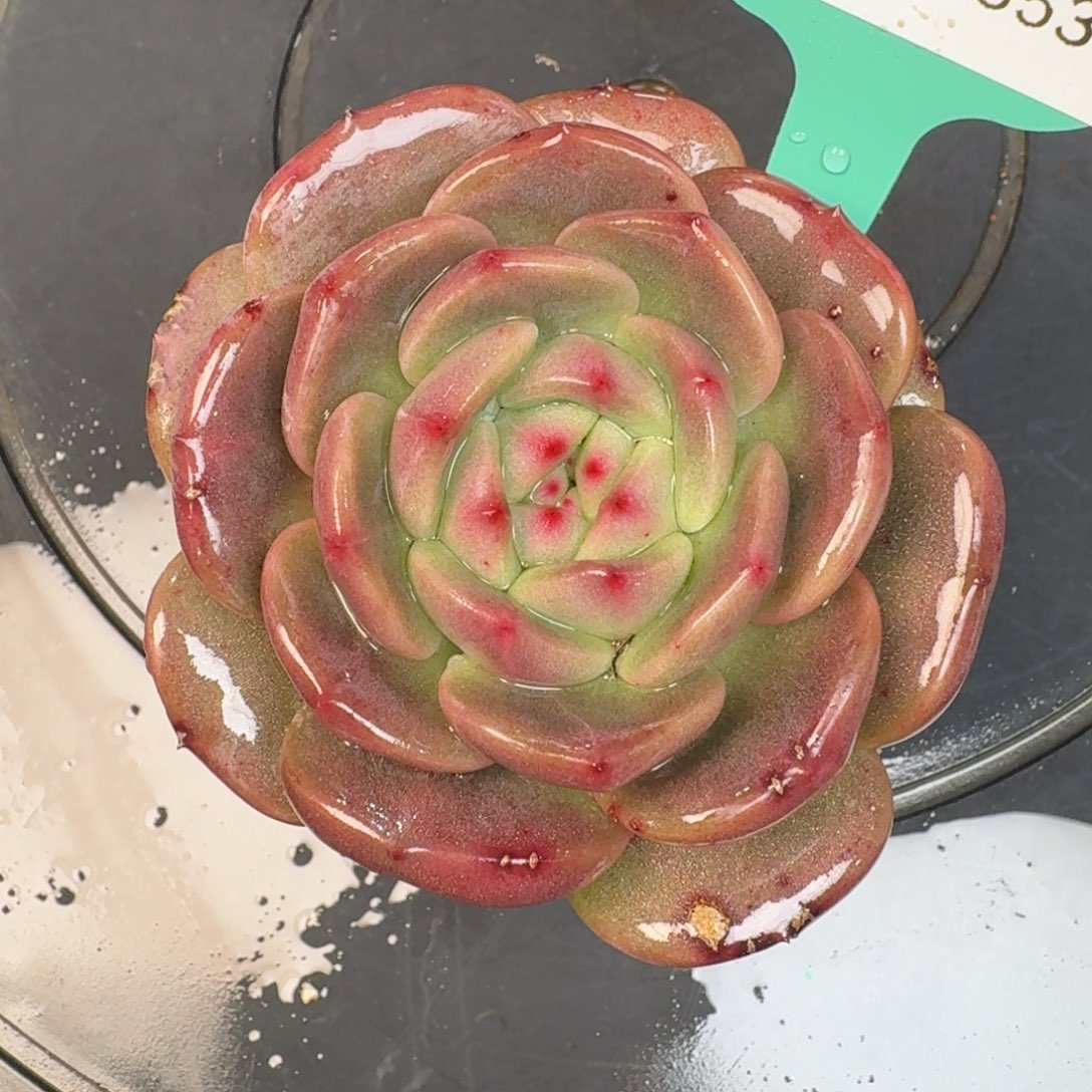 从前慢多肉精选编号1203.353