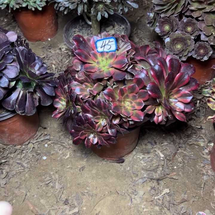 美***文多肉植物水果糖45