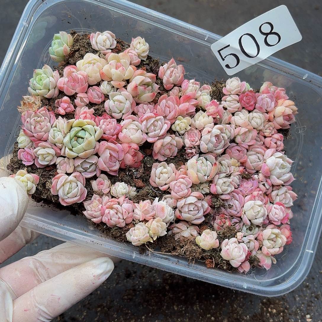 多肉植物多肉植物508