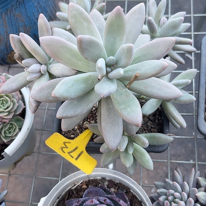 两单包邮，一物一拍173白兰地