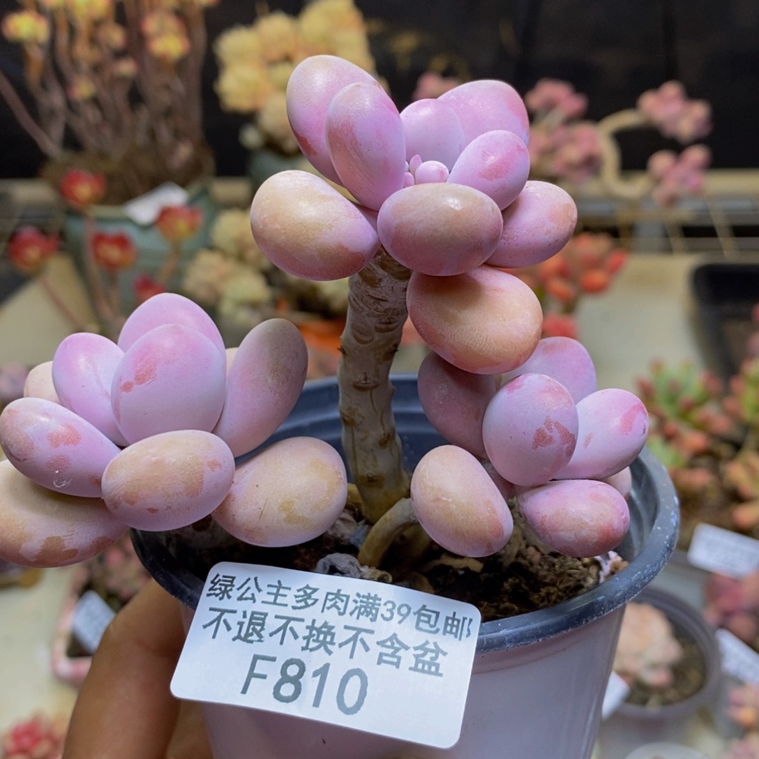 810糖果桃蛋多肉7c m