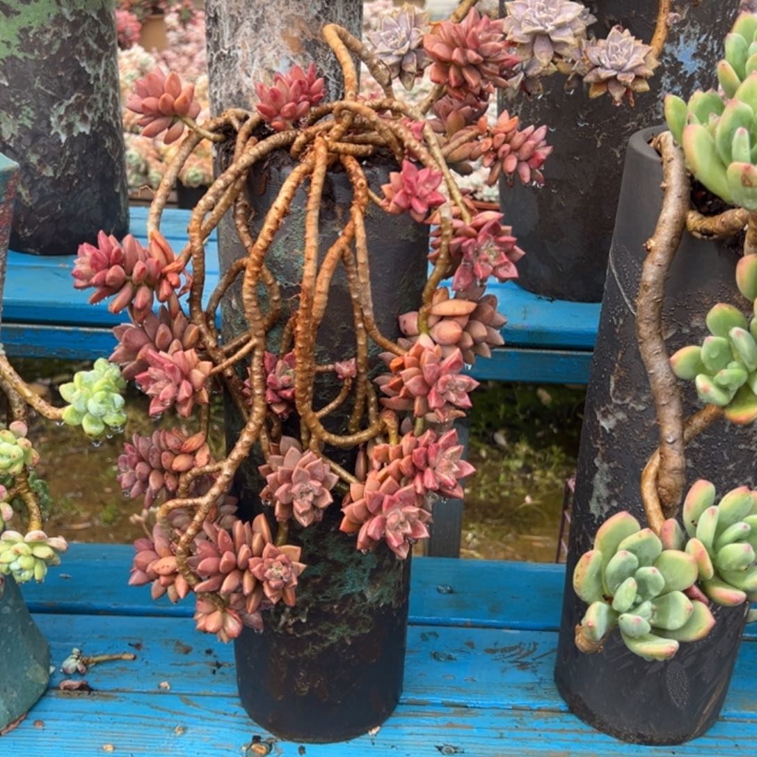 精品姬胧月妖桩 裸根