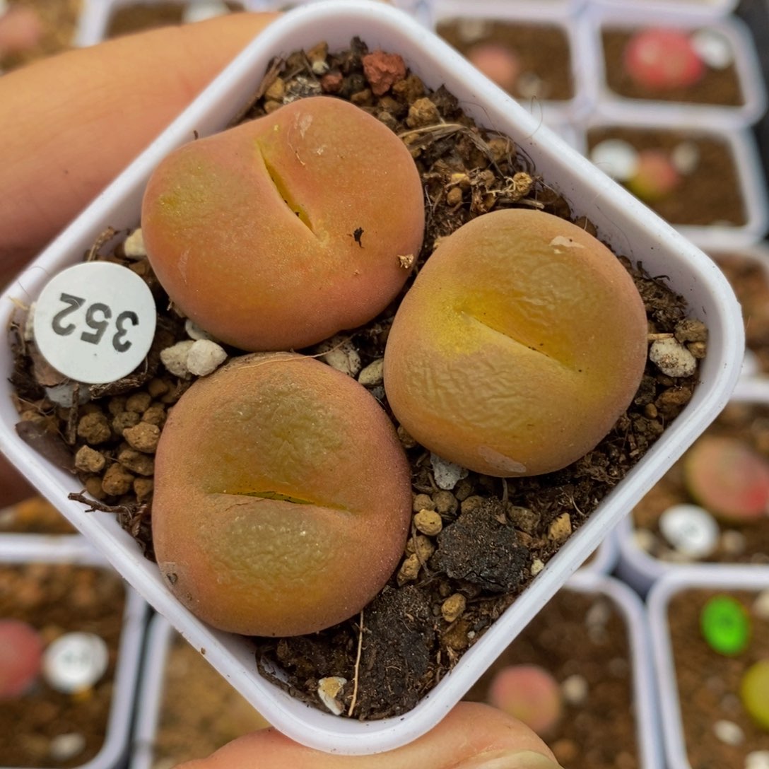 3颗2.1-2.3（多肉植物