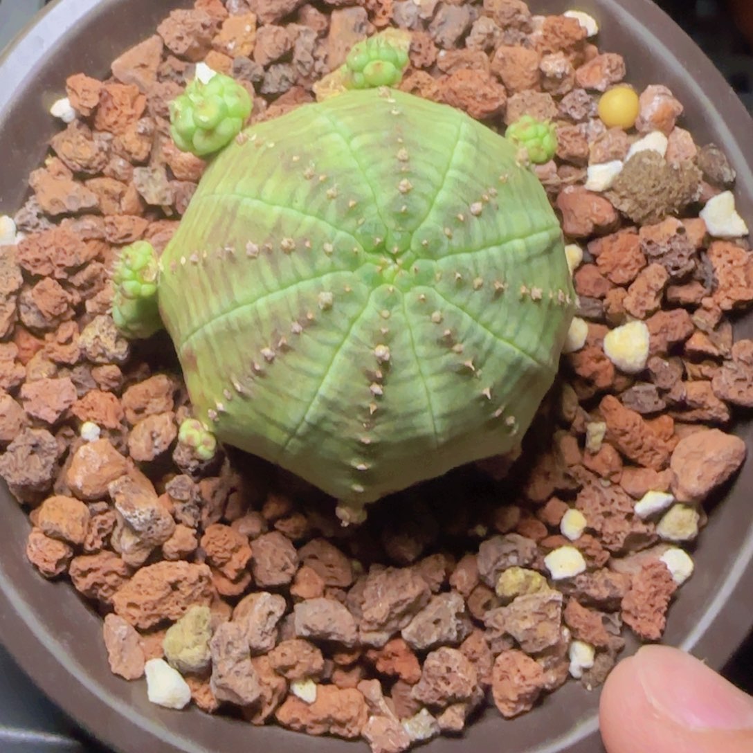 胭脂子吹布纹 多肉植物