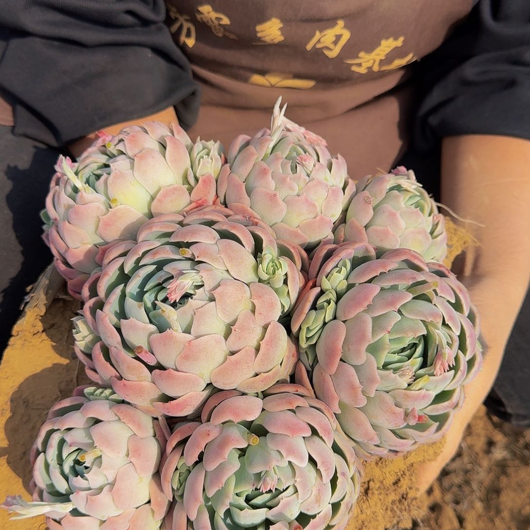 贝瑞 一颗 不包损12.8