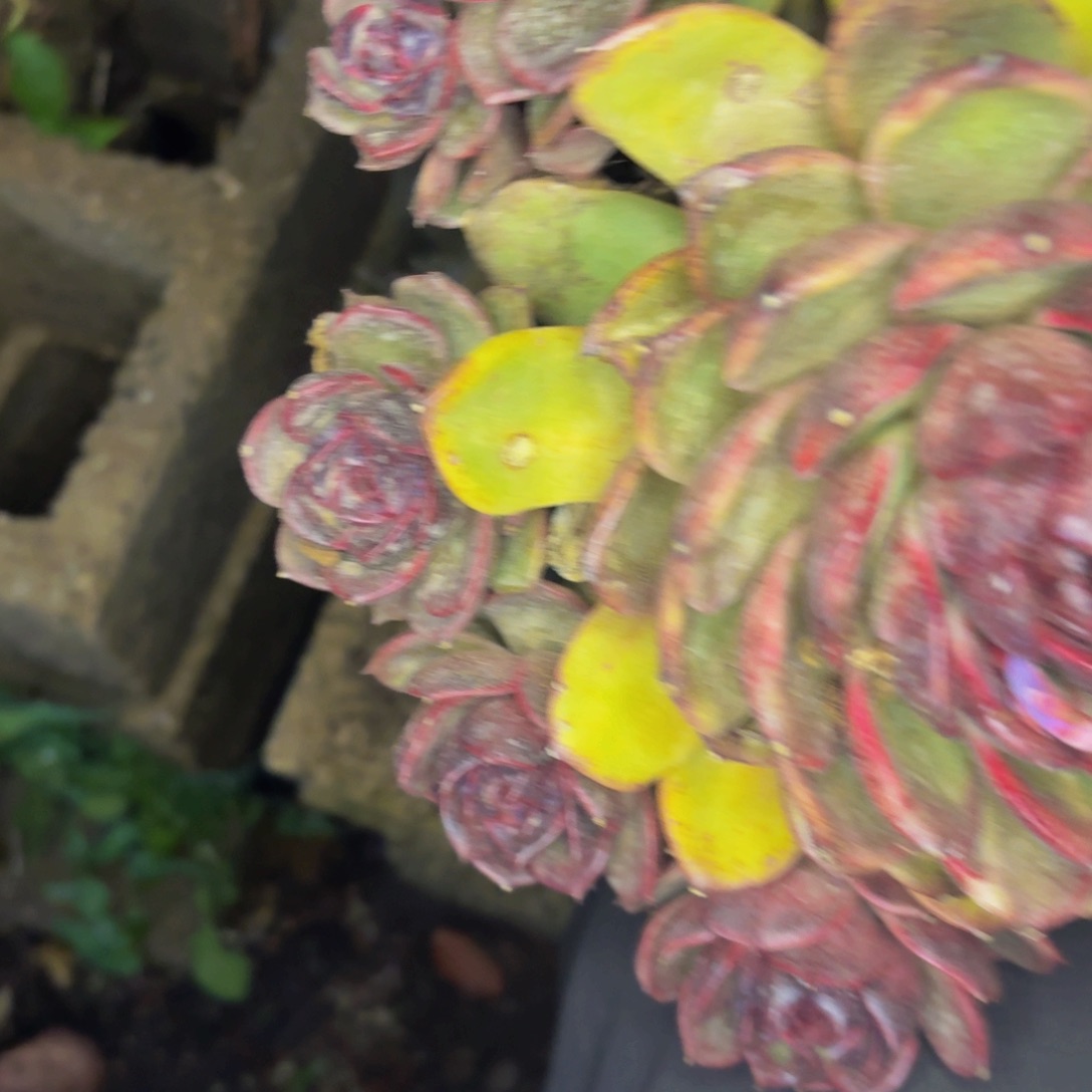 ****࿐老桩精品肉肉紫水晶