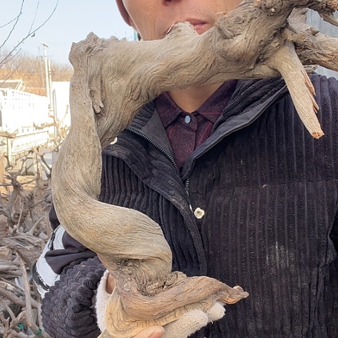 【闪购商品】柏木（崖柏）014