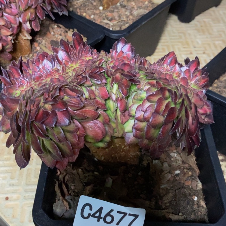 【闪购商品】4677多肉