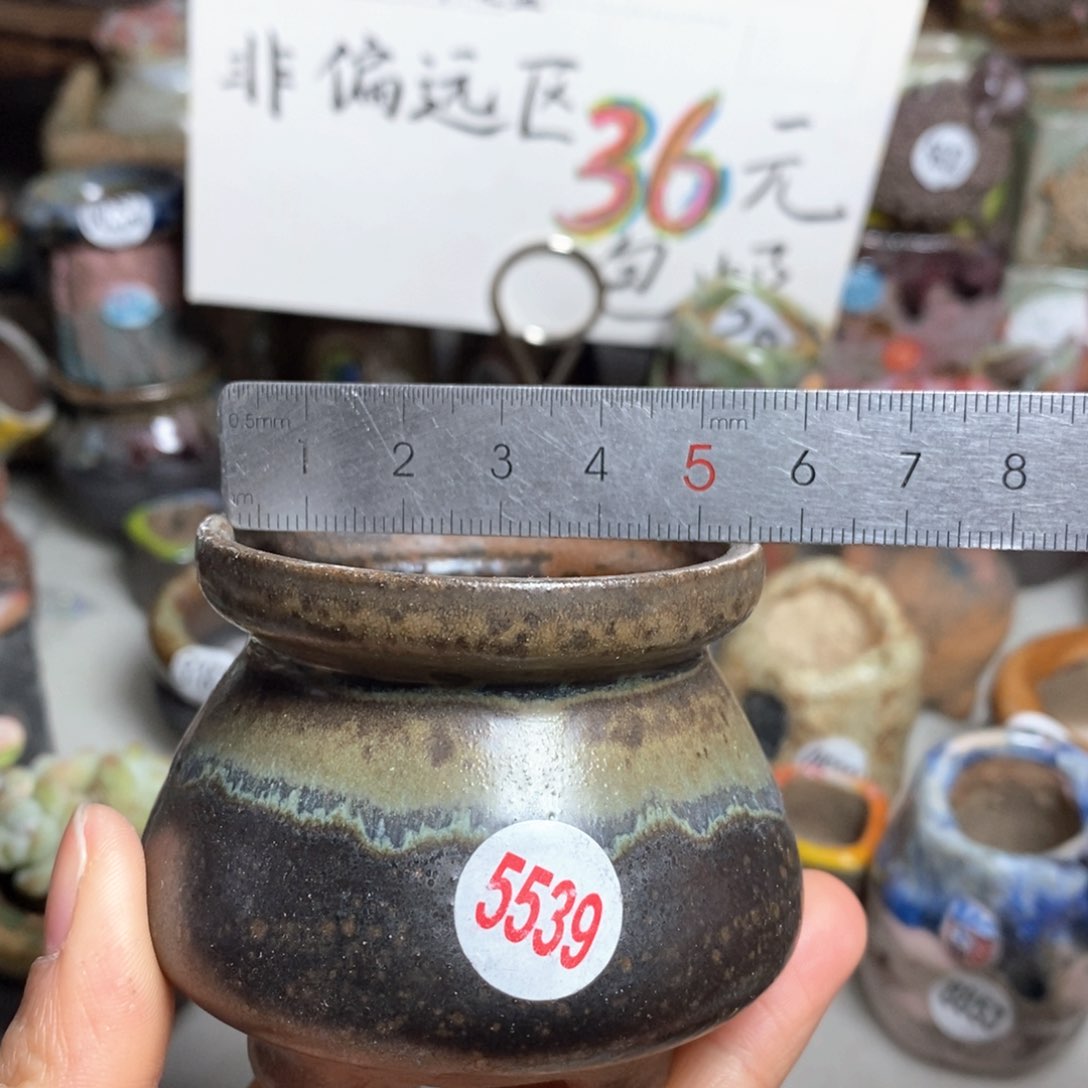 花盆拍5送一个小礼物