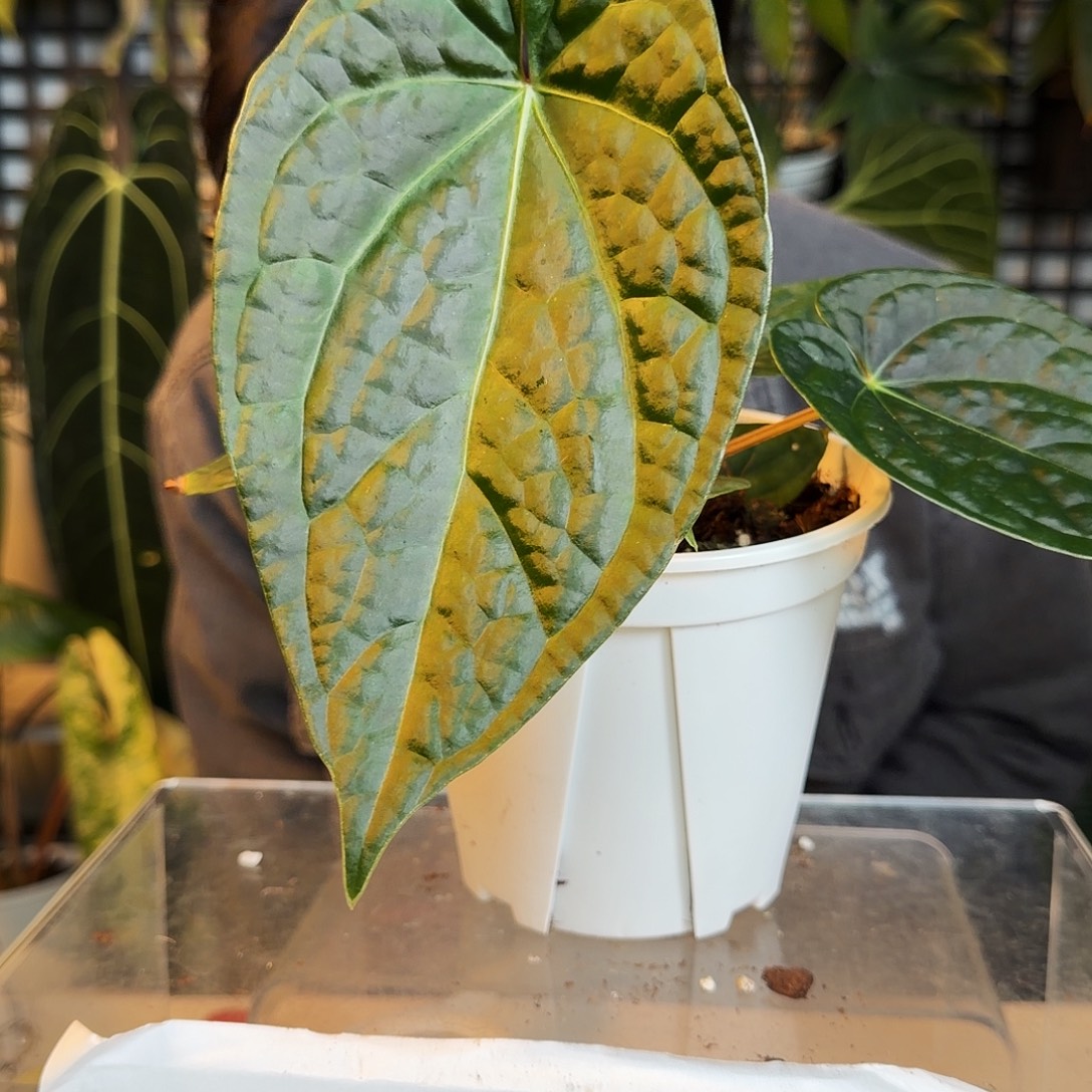 完全开放O60  奢华杂paipgd