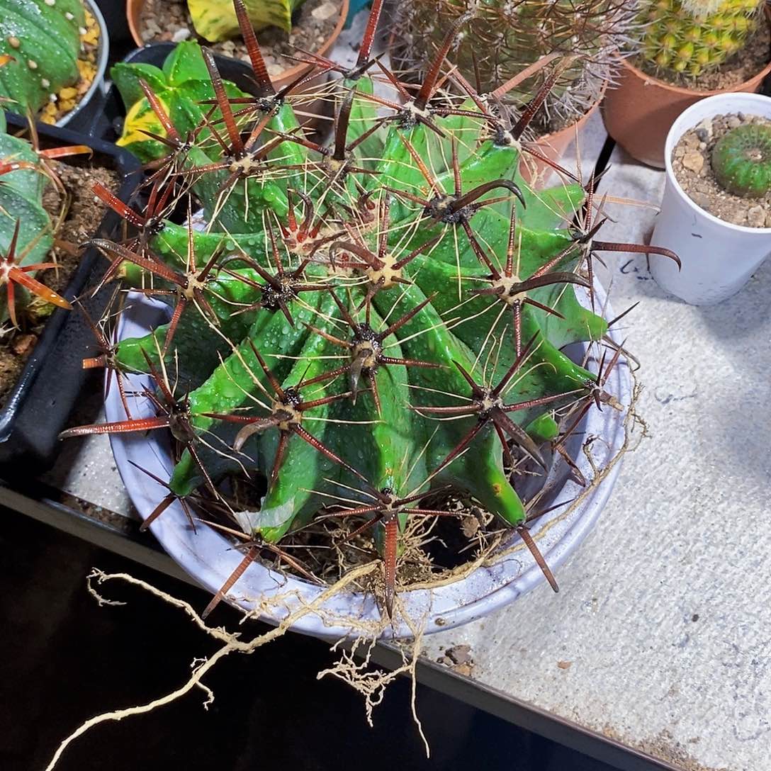 无花朵有疤111111111111个