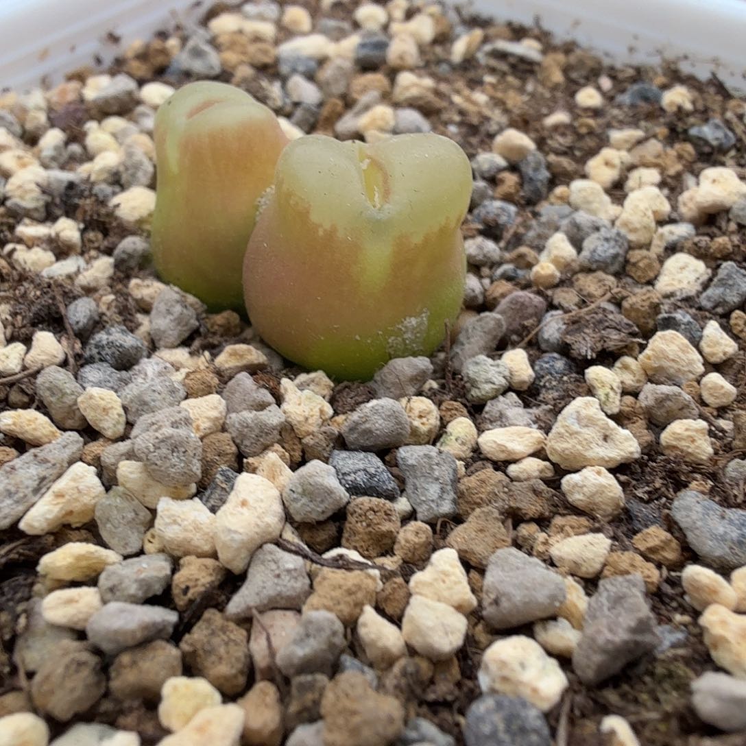 1.3老奶奶雪茄多肉植物570