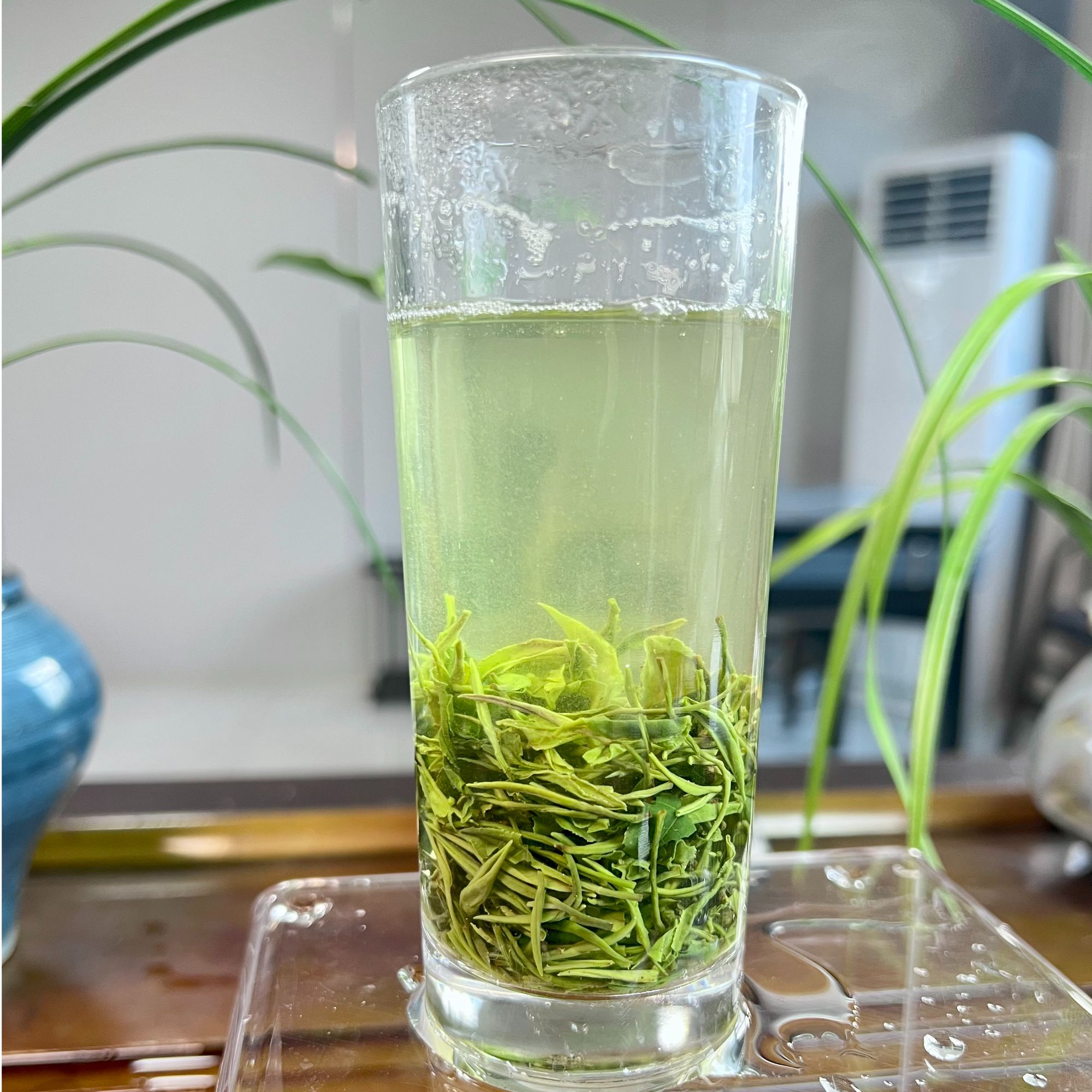 茗香树2504011雨前毛尖浓香型高香以提回甘好