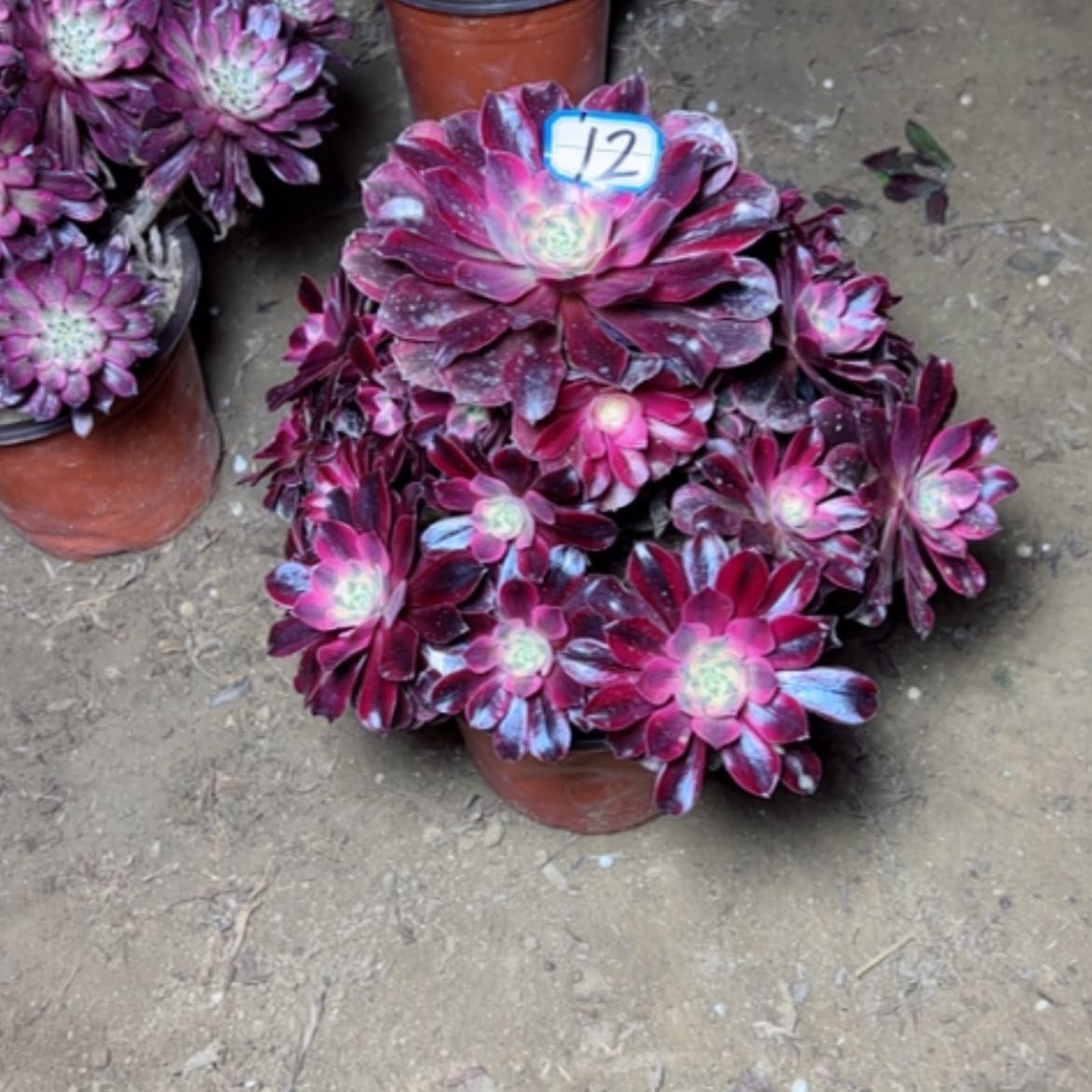 【闪购商品】多肉植物美杜莎12