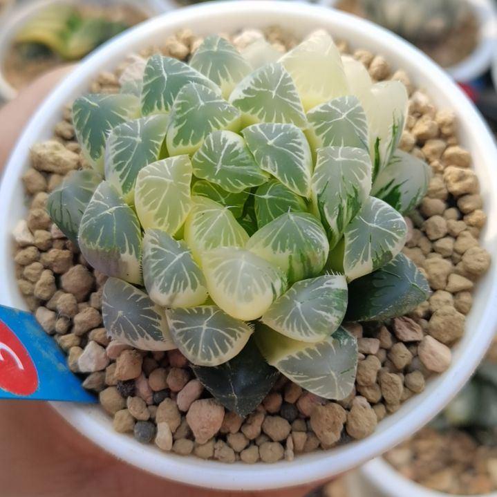 31号糊斑夏沫母本株一物一拍带盆土发货