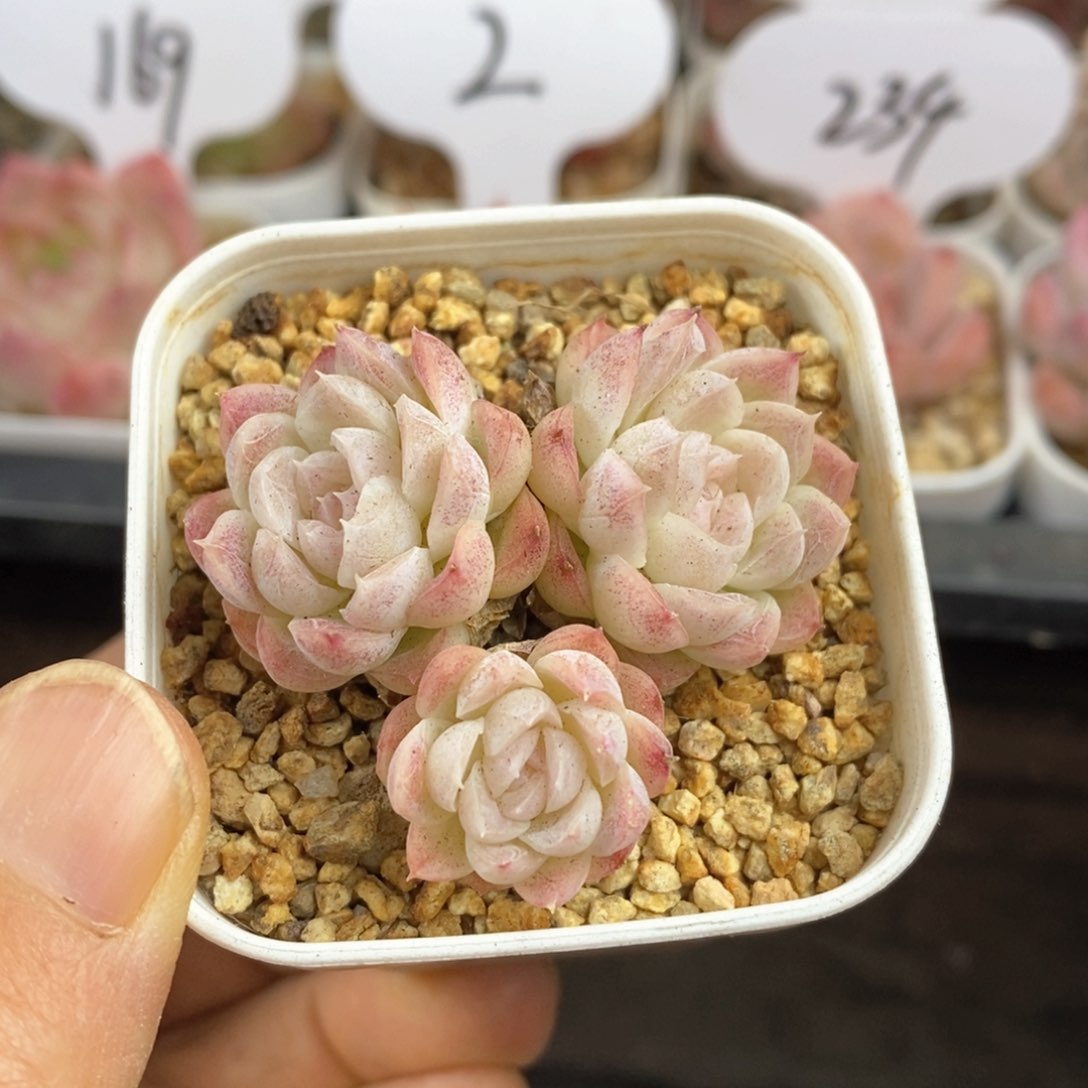 精品多肉一物一拍93