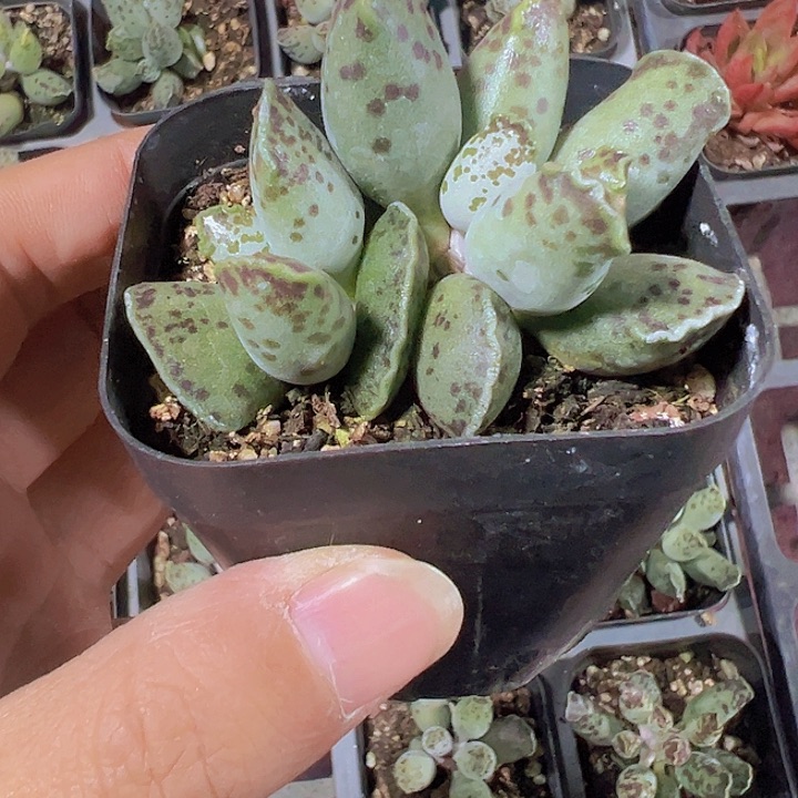 海豹精品多肉植物