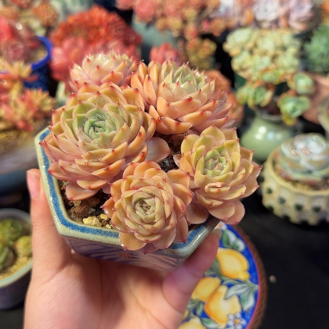 昂斯诺12cm左右带盆土