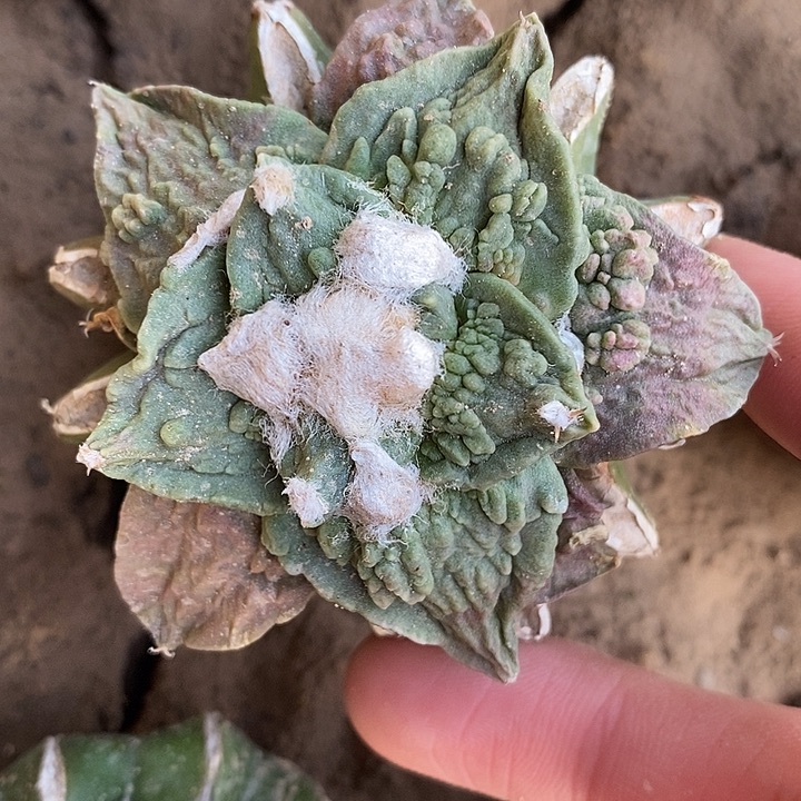 草球接紫姬渐变色怒涛