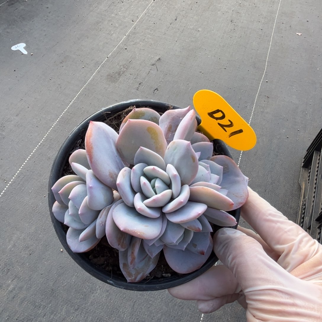 d21奶茶群生呀呀呀呀呀