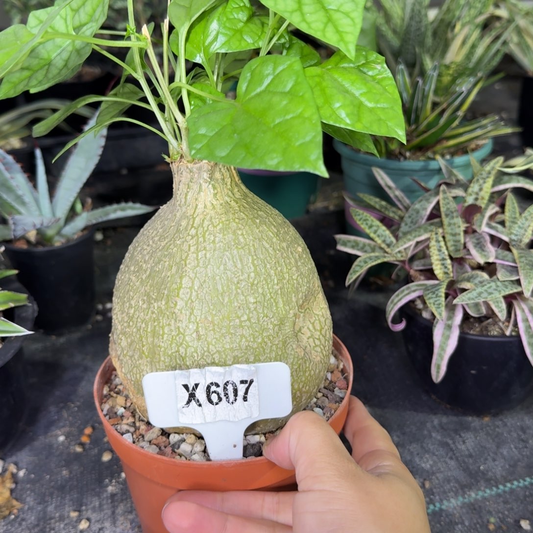 发***薯开播银叶睡布袋脱土发