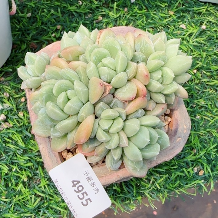 百达翡翠，4955多肉植物