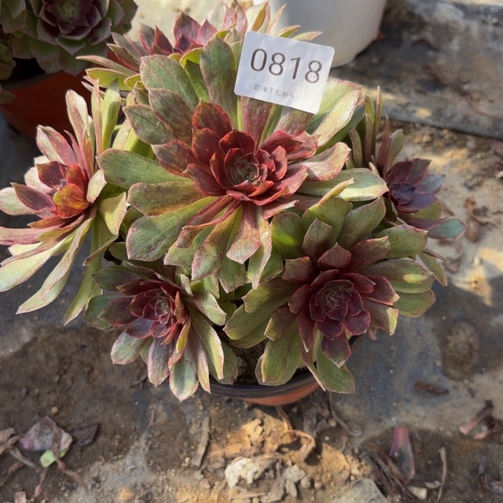 红丝绒多肉处理不包断头0818