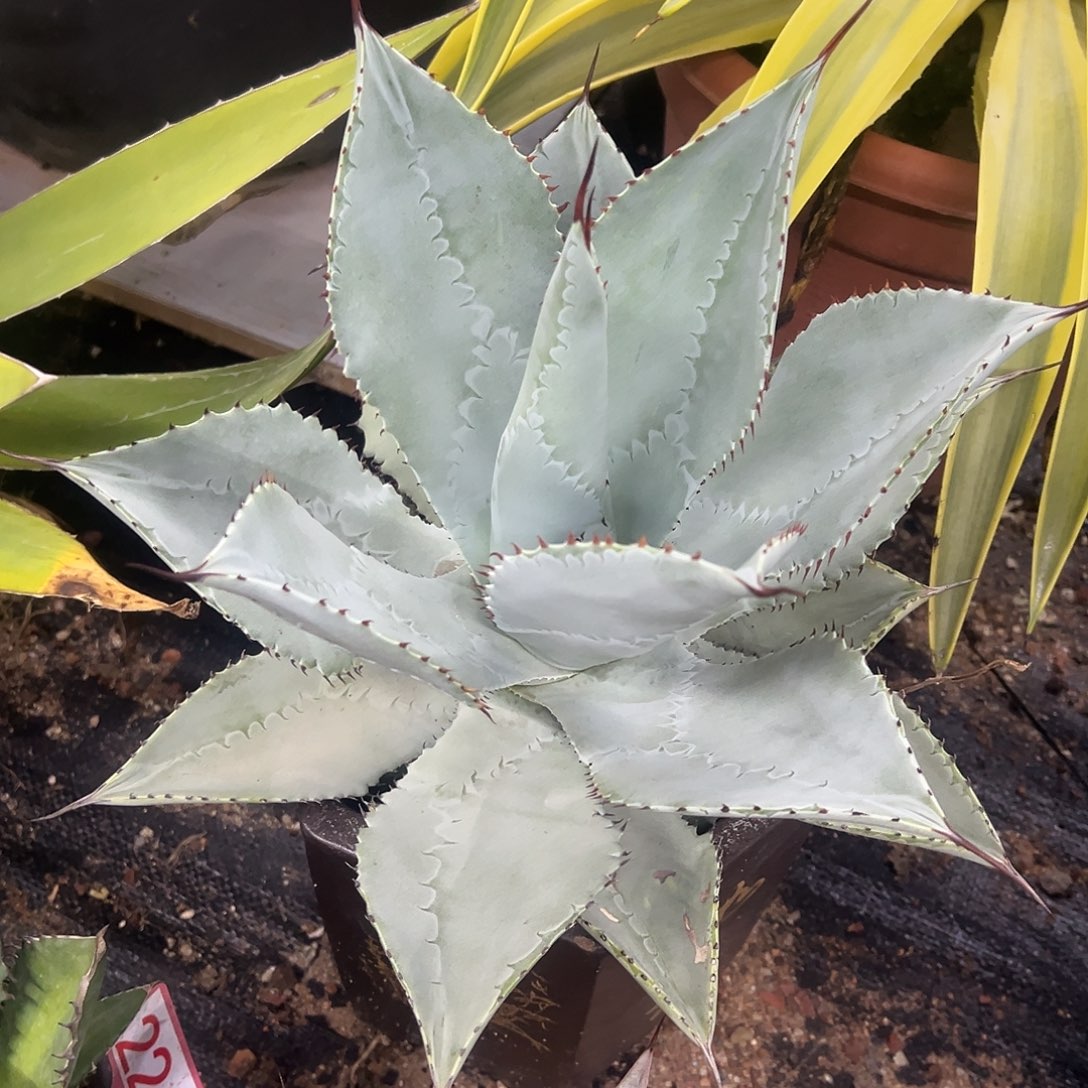 龙趾龙舌兰系列龙舌兰