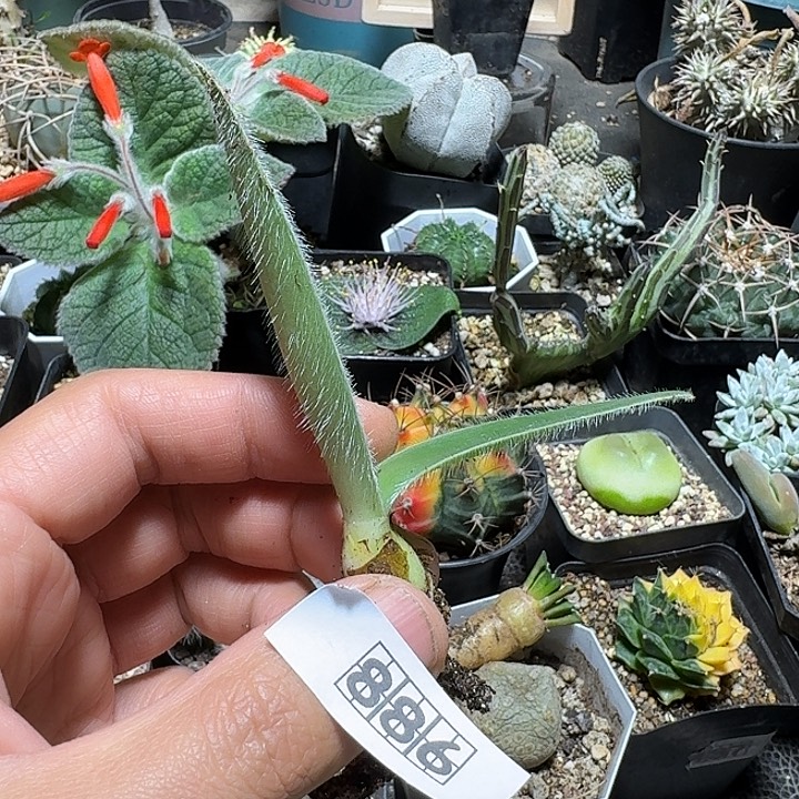 886眉毛刷脱土发货