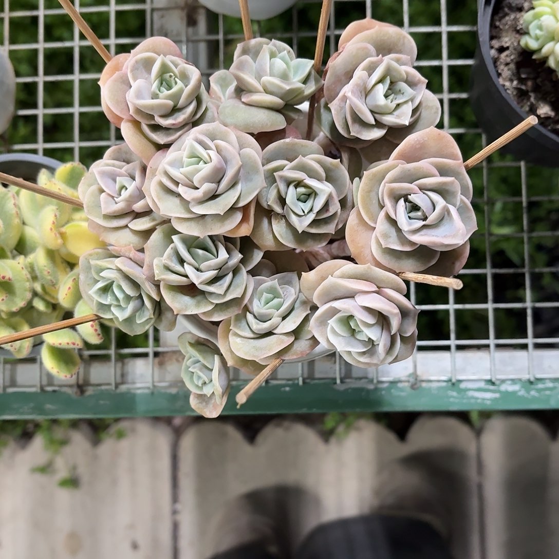 可爱玫瑰12㎝盆参考