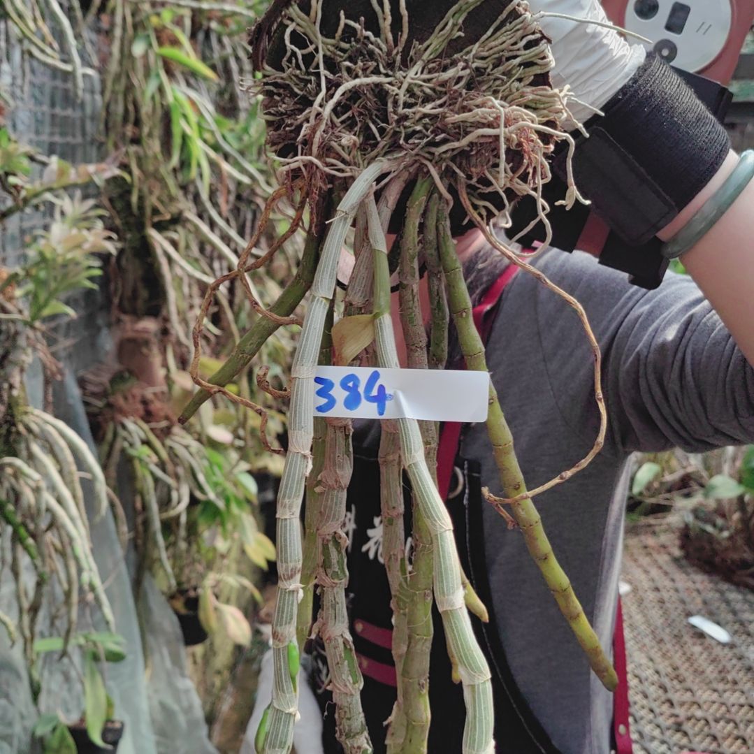 384报春花卉植物微景观