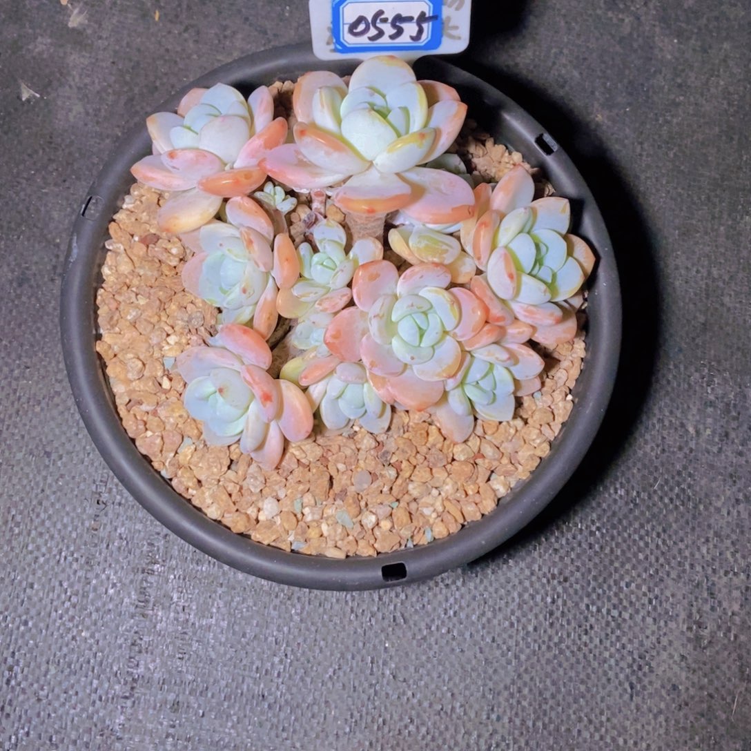 豆***熊0555冷香群一颗一