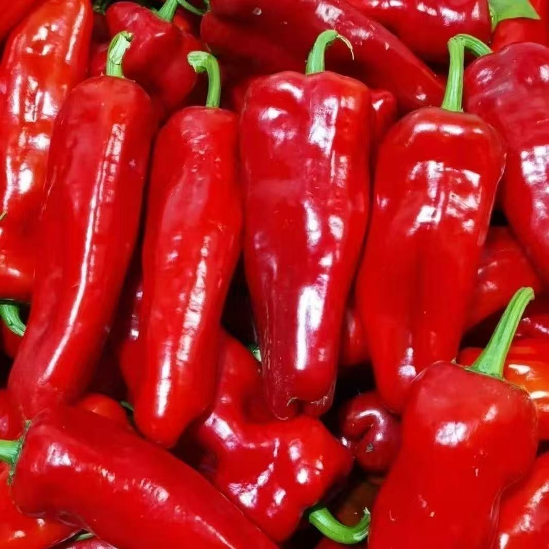 【半价到手啦】新疆本地的红椒500g±20g
